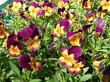 Viola Orange duet Floriana